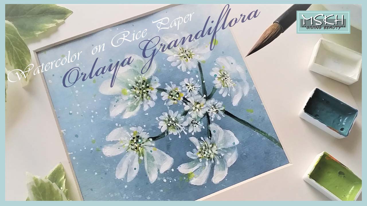 orlaya grandiflora thumnail